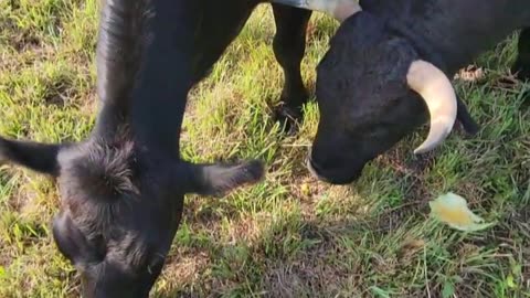 Her favorite snack! #cows #dextercows #snacks #yellowwatermelon