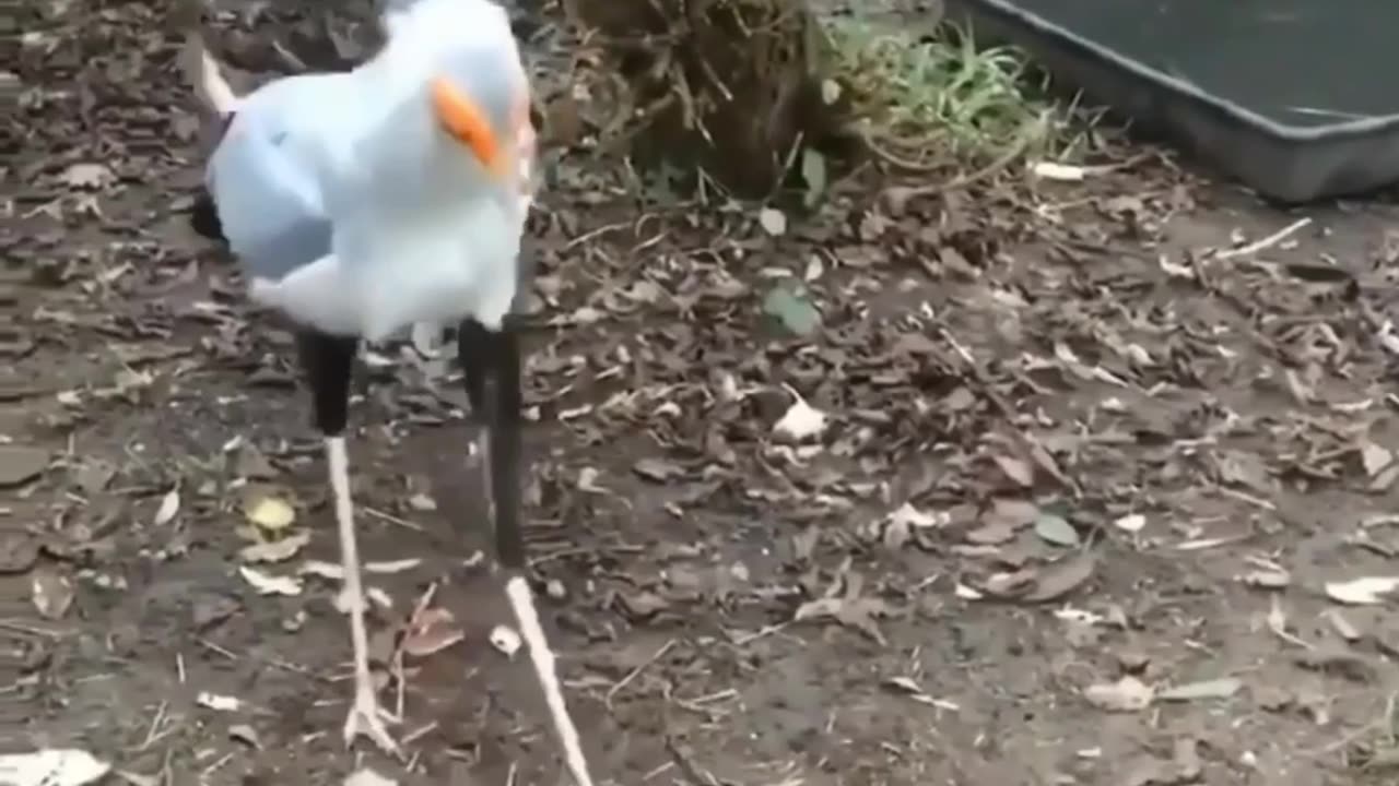Hitting That Fake Snake