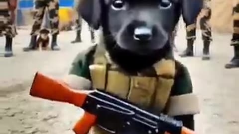 Friends made fun of the poor puppy and then the p
