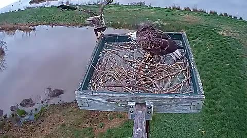 The eagle is awesome