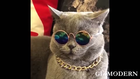 Kickstart Your Furriend's Style with Fashionable & Functional Sunglasses