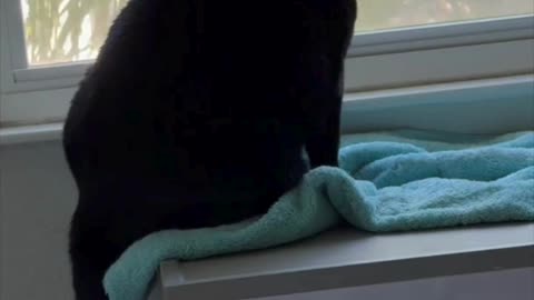 Cute Precious Piper Has a Rumpled Spa - My Adopted Shelter Cat Vlog. #shorts