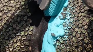 Team Work To Save The Buffalo Covered In Oysters!