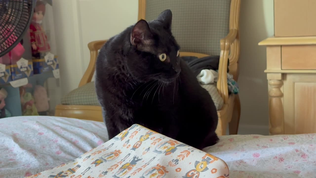 Cute Precious Piper Does Purse Security - Adopting a Cat from a Shelter Vlog