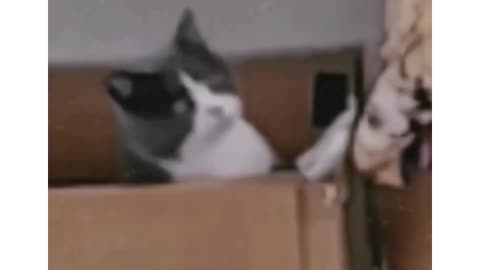 Dogs and cats are best friends.#cat #Love #fyp #catsoftiktok #tiktok #babies #pet #friends #PetsOfTi