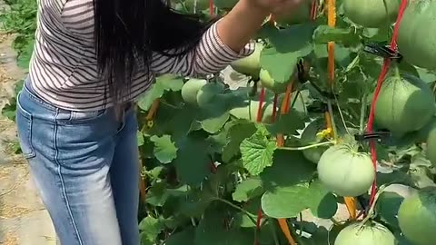 Beautiful natural cucumber garden and harvesting with rural farming life #2024 #harvesting #fresh