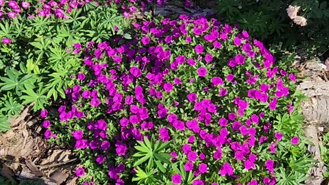 "Vacant Suite #9 of The Lucille Ball System of Flower Beds and associated Petunia Colonies."