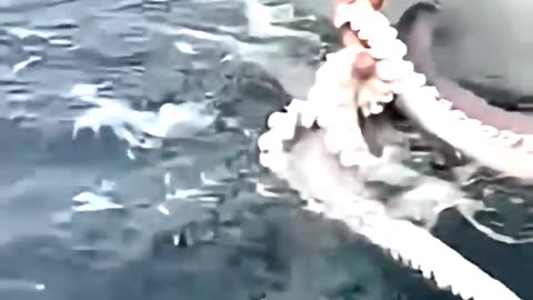 A man successfully defended a woman from a squid