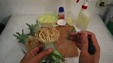 How to Make an Adenium Tumbuh Kompak Separately
