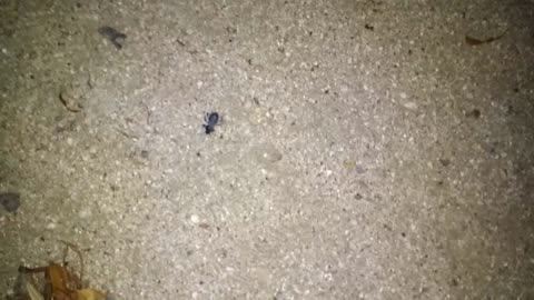 Adorable beetle poses to be in the spotlight!