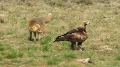 Golden Eagle Vs Fox