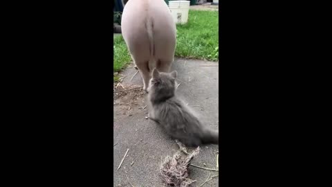 FUNNY ANIMMALS