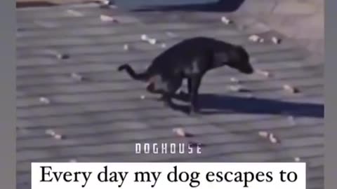 Bad Neighbor