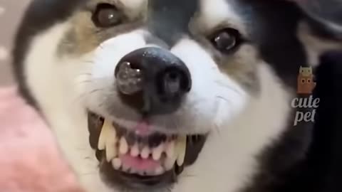 When Animals Know What’s Up.....