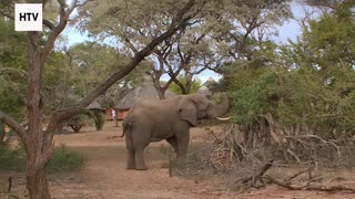 EcoTrail Nomads: Stories From the Wild