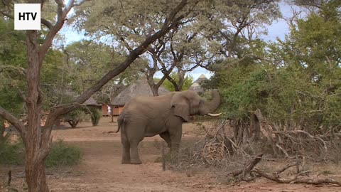 EcoTrail Nomads: Stories From the Wild