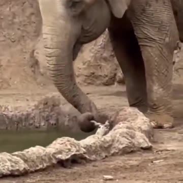An elephant rescues a drowning gazelle
