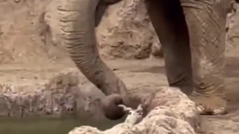 An elephant rescues a drowning gazelle