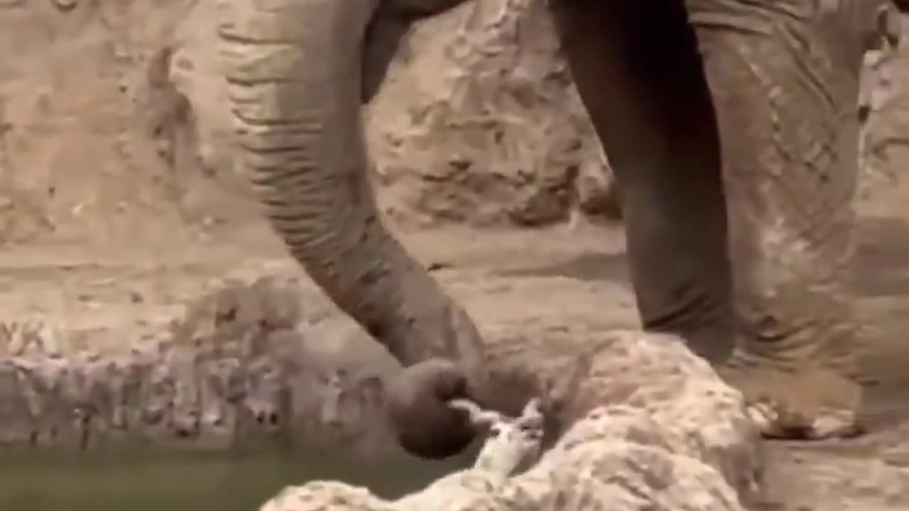 An elephant rescues a drowning gazelle