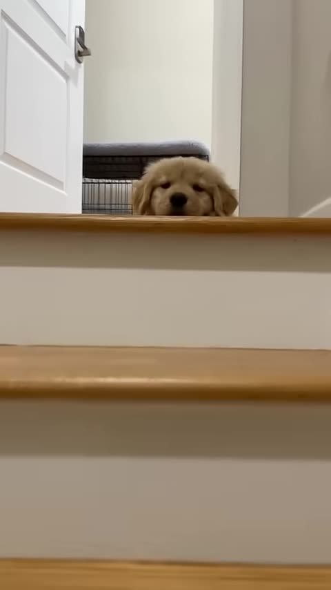 Oh hello😉💛 #shorts #dog #puppy #dogs #animal #animals #love #cute