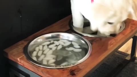 Pet Owners, Don’t Ignore This Food Bowl! 🐶🍲😲 #PetCare #MustWatch #HealthyPets