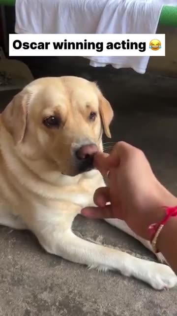 "Unlikely BFFs: Dog and Monkey's Hilarious Day Out!" "Monkey Mischief Meets Doggy Drama!"