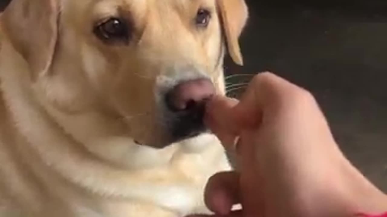 "Unlikely BFFs: Dog and Monkey's Hilarious Day Out!" "Monkey Mischief Meets Doggy Drama!"