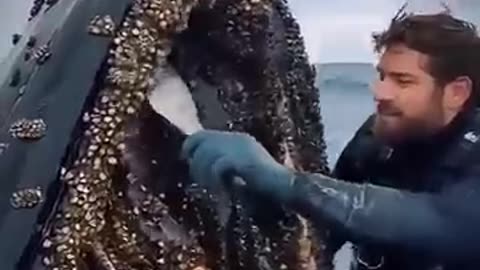 Shocking: Shocking Rescue: A humpback whale, injured by barnacles, wassuccessFul