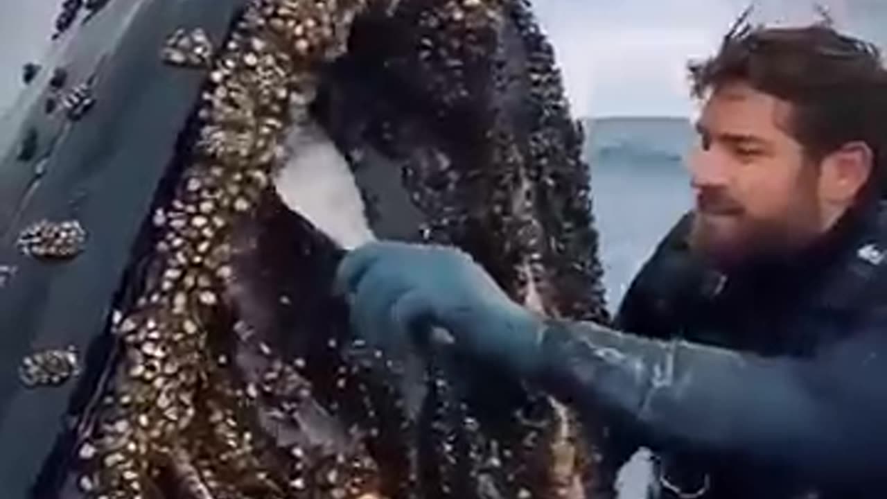 Shocking: Shocking Rescue: A humpback whale, injured by barnacles, wassuccessFul