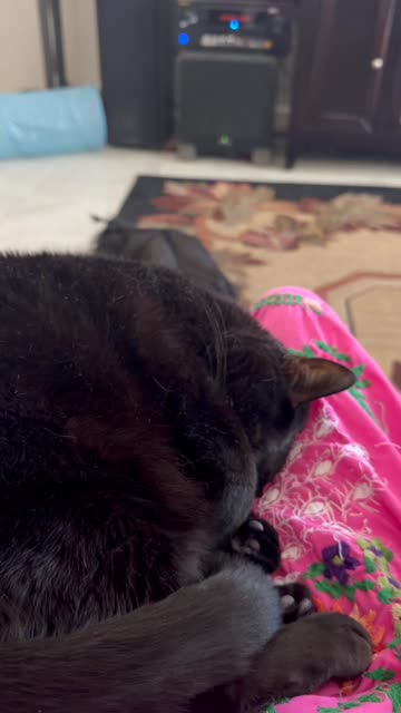Cute Precious Piper Curls Up in My Lap - My Adopted Shelter Cat Vlog #shorts