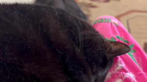 Cute Precious Piper Curls Up in My Lap - My Adopted Shelter Cat Vlog #shorts