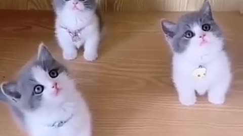 CUTE CATS INSTA TIK TOK \ милые котята коты кошки