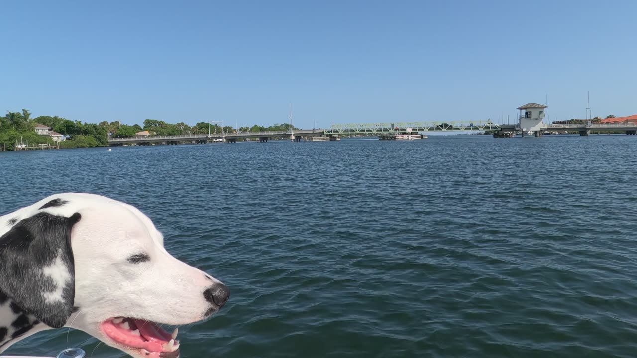 Luna going under the Merritt Island Mathers Bridge, Florida