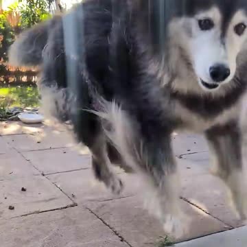 Wanna go to the doggy park?