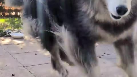 Wanna go to the doggy park?