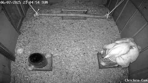 Millar Time Chicken Cam