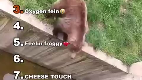 Animal funny video