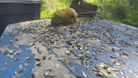 Summer backyard Squirrels