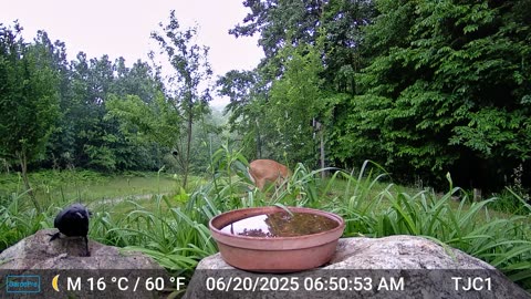 Deer, Crow, and Chipmunk