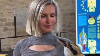 The blue winged kookaburra is known as the “bushman’s alarm clock”: listen to one 'laughing'
