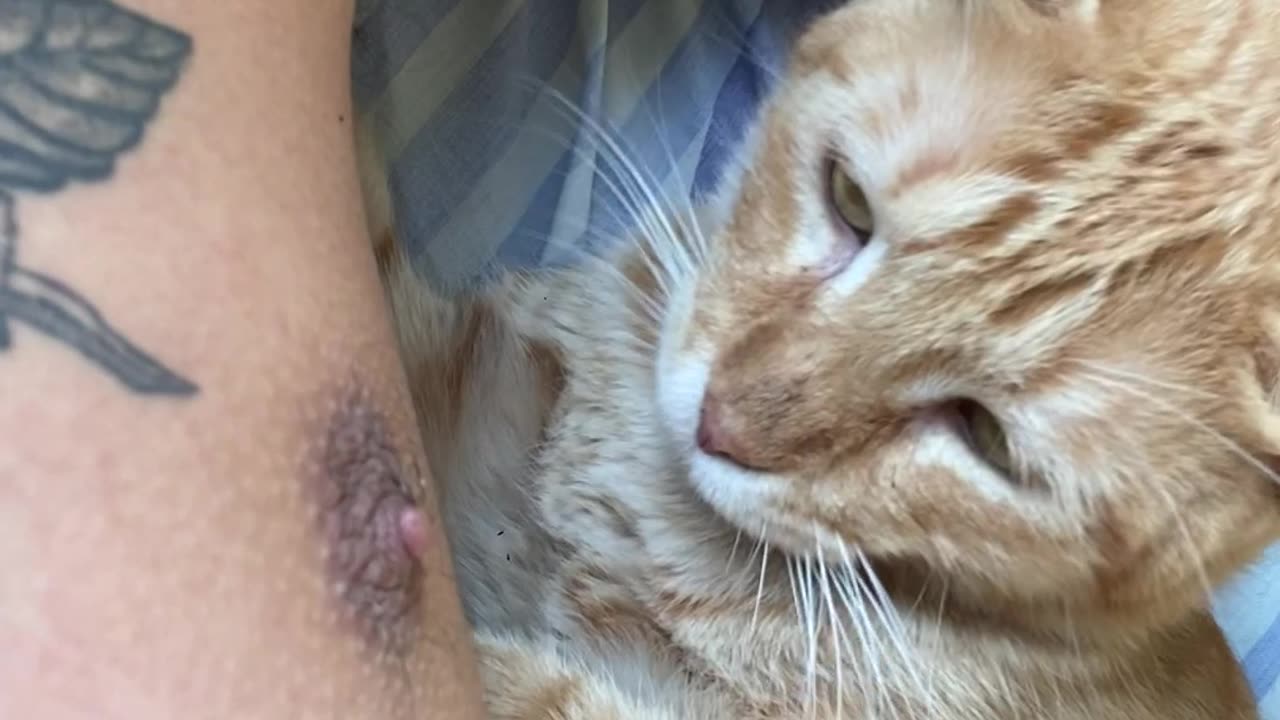 Cat Gives Surprise Bite