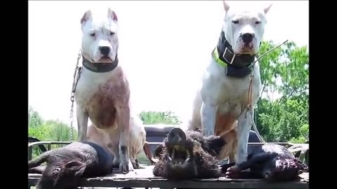 Dogo argentinos dominating mountain lions