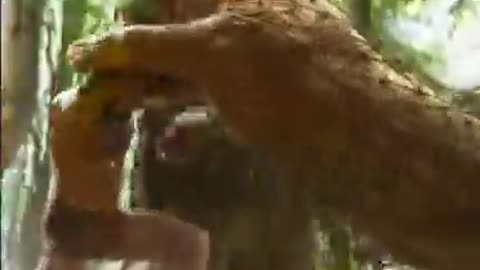 Tiger attack on a person