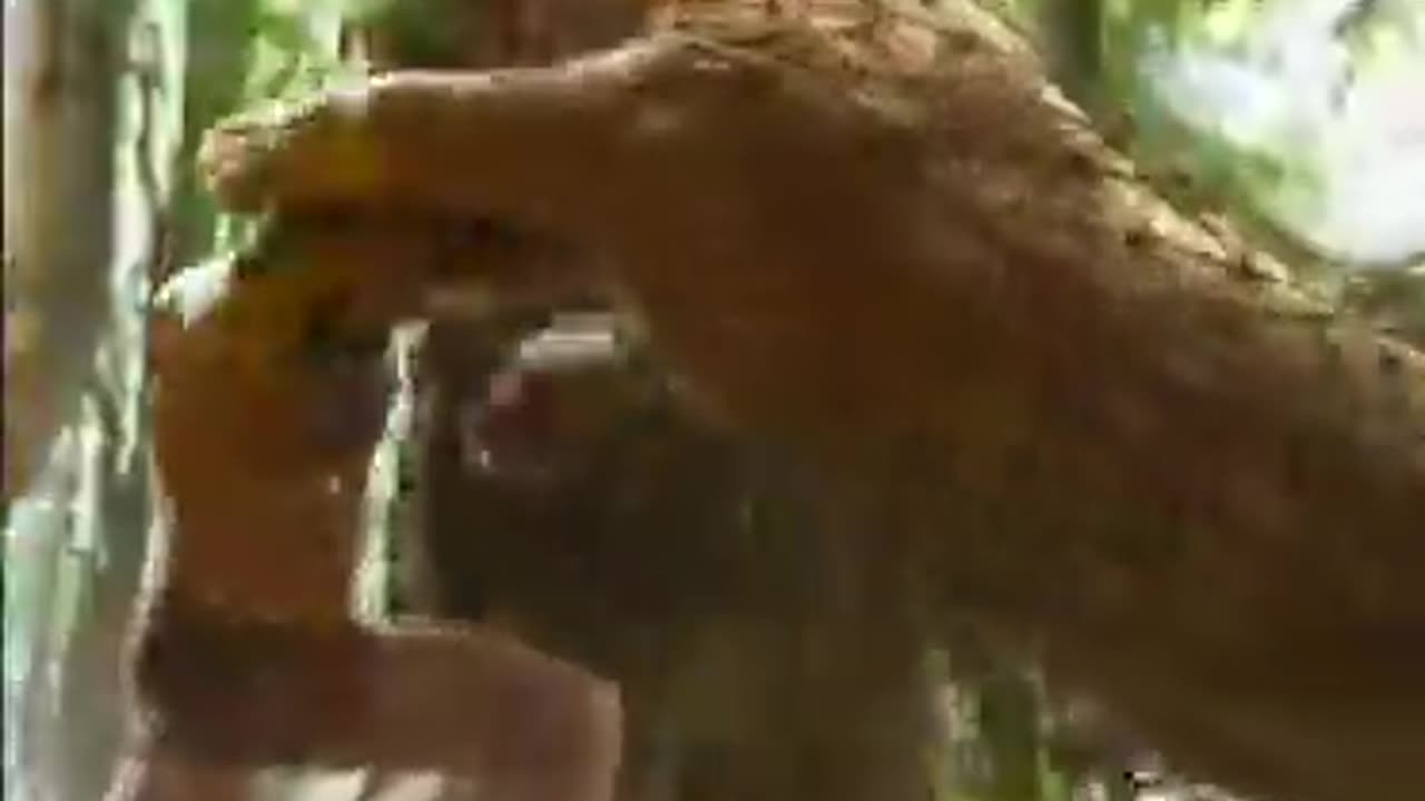 Tiger attack on a person