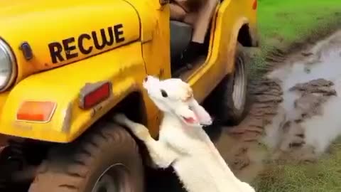 How the little boy saved his mother