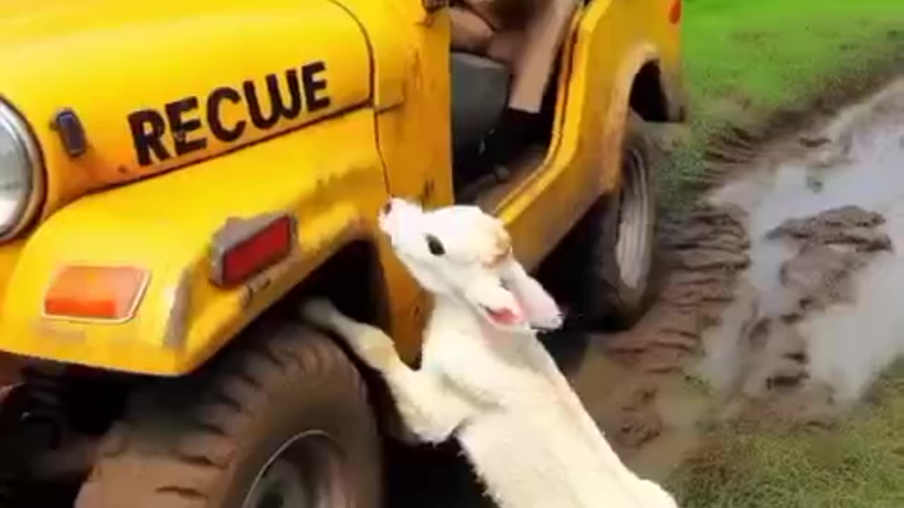How the little boy saved his mother