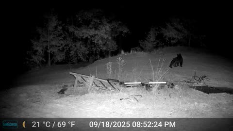 Mama Bear and Cub