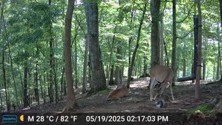 The Woods – 05/20/2025