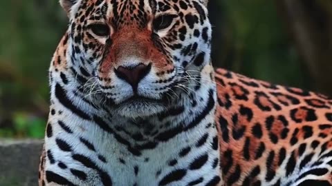 Animal animal kingdom animal portrait