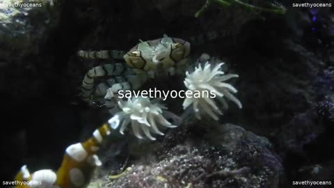 A Boxer Crab That Wears Sea Anemone Boxing Gloves
